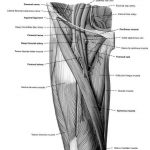 Đặt Catheter Tĩnh Mạch Trung Tâm 4