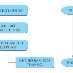 Phác Đồ Điều Trị Dị Tật Môi – Hàm Ếch Bẩm Sinh 2