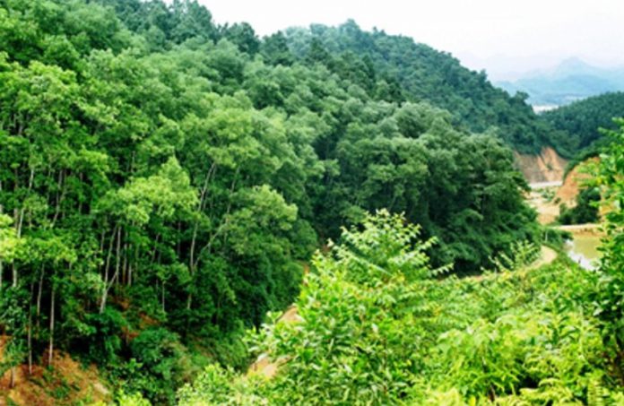 Bài tập lớn Suy giảm tài nguyên rừng ở Hà Tĩnh